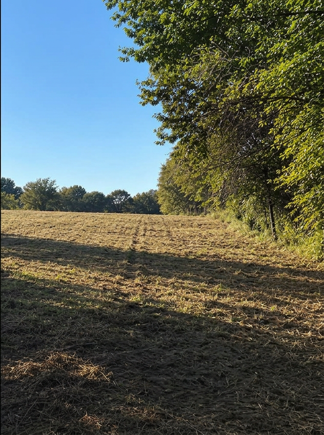 Brush removal after project